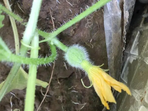 Flowering Stage Cantaloupe Growing Stages
