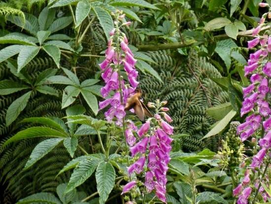 Foxglove Best Flowers for Hummingbirds