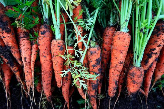 Frost Tolerant Vegetable Plants Carrot