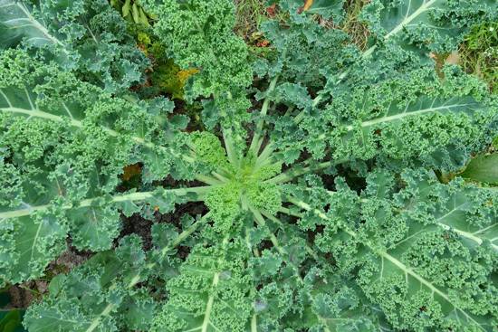 Frost Tolerant Vegetable Plants Kale