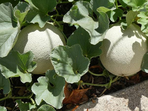 Fruit Formation Cantaloupe Growing Stages