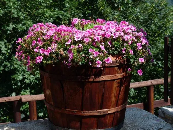 Geranium in Container What Do Geranium Seeds Look Like