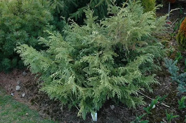 Glauca Prostrata Korean Arborvitae