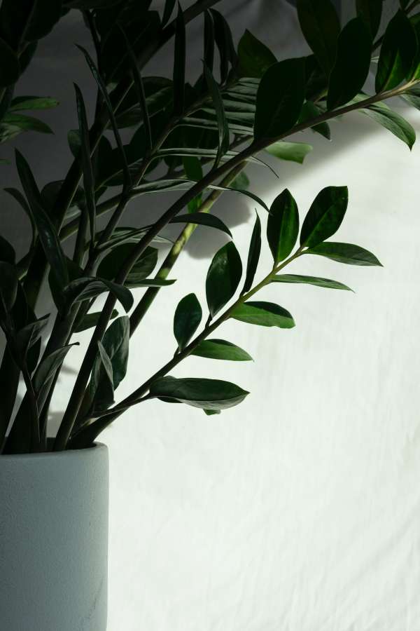 Green plant on white ceramic pot