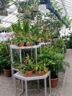 Greenhouse for Your Tropical Plants