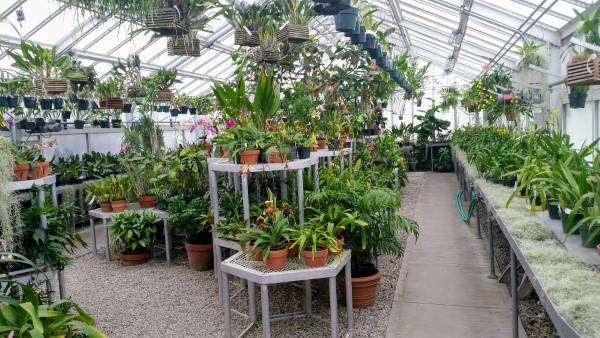 Greenhouse for Your Tropical Plants