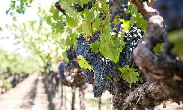 Growing A Grape Tree