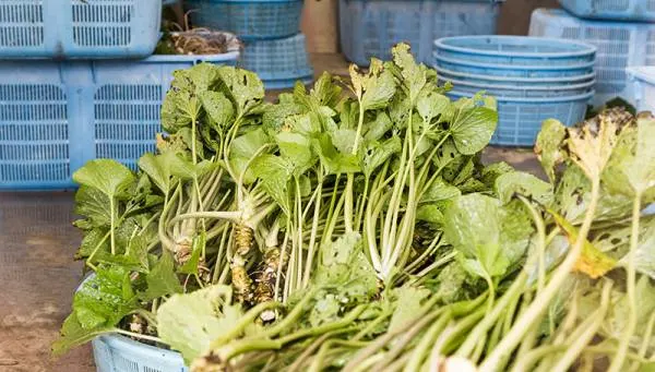 Growing Wasabi