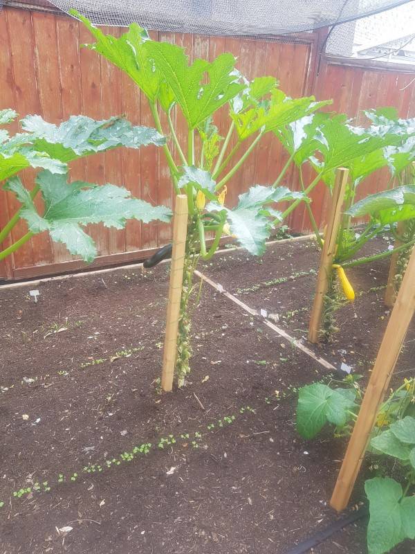 Growing zucchini vertical How To Stake Zucchini