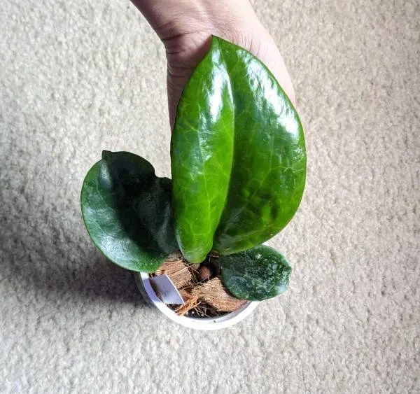 HUGE new leaf on Surigaoensis Hoya surigaoensi