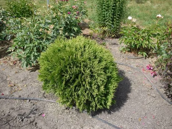 Thuja occidentalis 'Woodwardi'