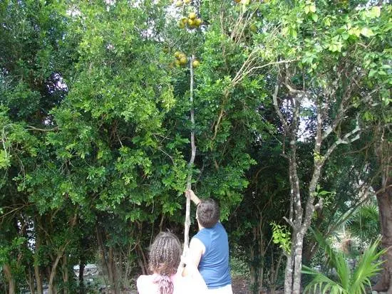 How Long Do Oranges Last Picking Oranges