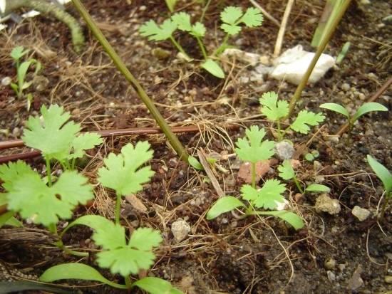 How Long Does Cilantro Take To Grow