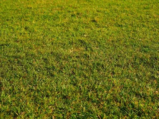 How Long Does It Take For Grass To Dry After Rain How Long Does It Take For Grass To Dry After Rain