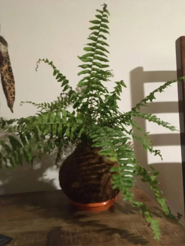 How Often to Water Ferns