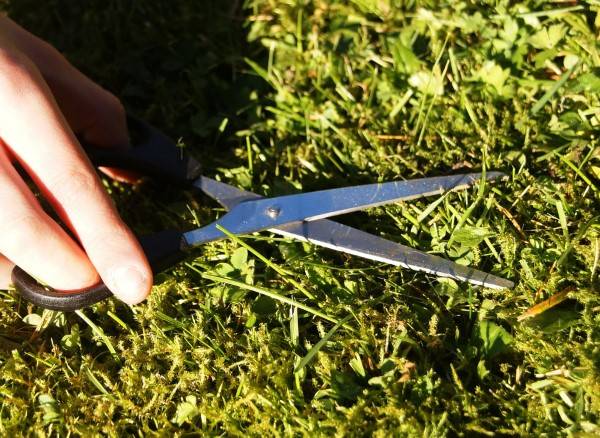 How To Cut Grass Without A Mower