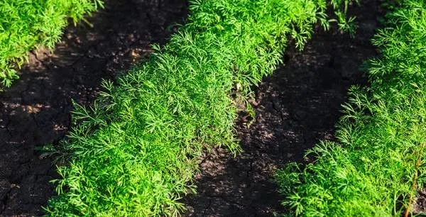 How To Dry Dill