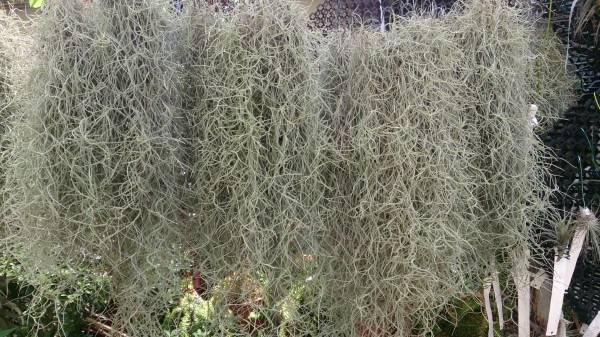 How To Get Rid Of Spanish Moss