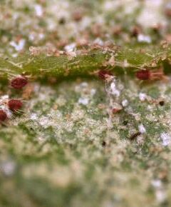 How To Get Rid Of Spider Mites During Flowering in 2021