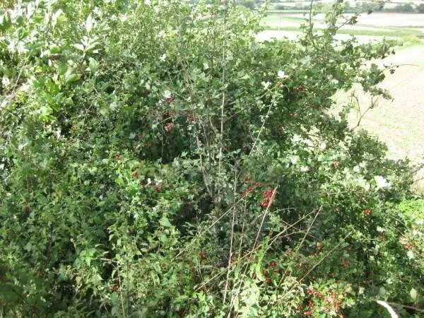 How To Get Rid Of Thorn Bushes 2