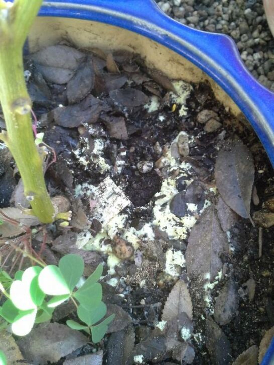 How To Get Rid of Yellow Fungus In Soil 8 Methods