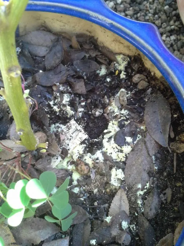How To Get Rid Of Yellow Fungus In Soil 2