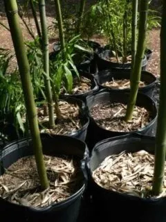 How To Grow Bamboo From Seeds