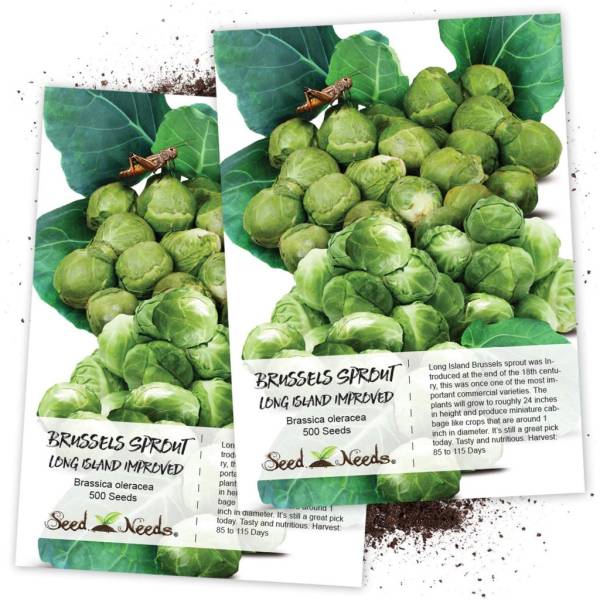 Brussels Sprout Long Island Improved (Brassica oleracea) Twin Pack of 500 Seeds