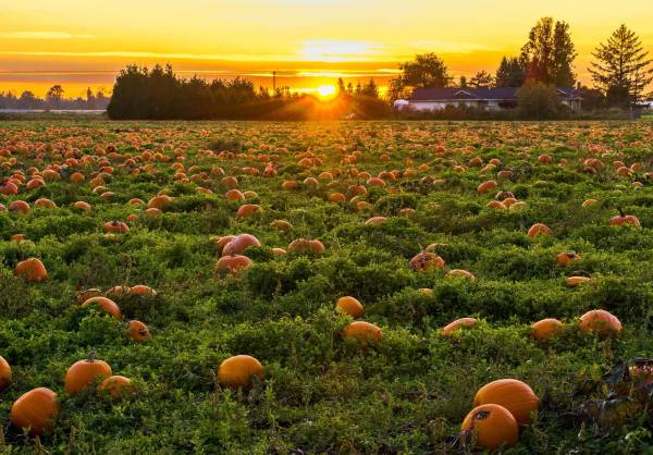 How To Grow Pumpkins 3