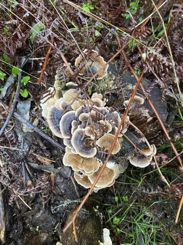 How To Grow Turkey Tail Mushrooms 2