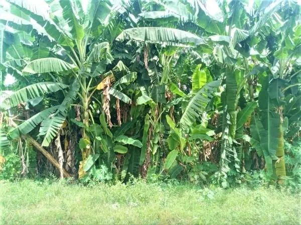 How To Kill Banana Trees
