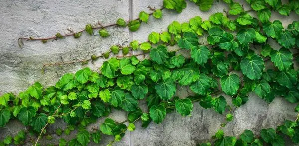 How To Kill Vines 2