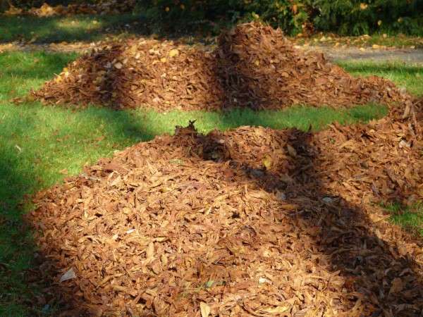 How To Mulch Leaves Without A Mower