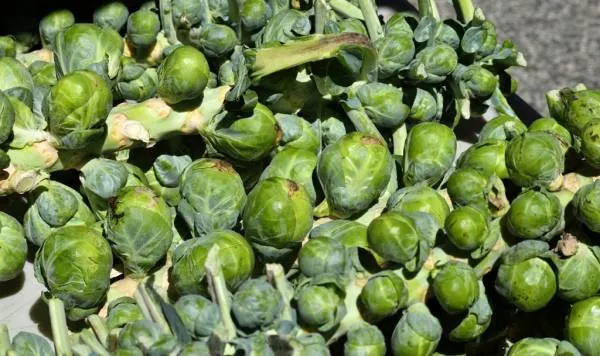Harvesting Brussel Sprouts How To Plant Brussel Sprouts