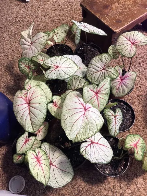 How To Propagate Caladium 2