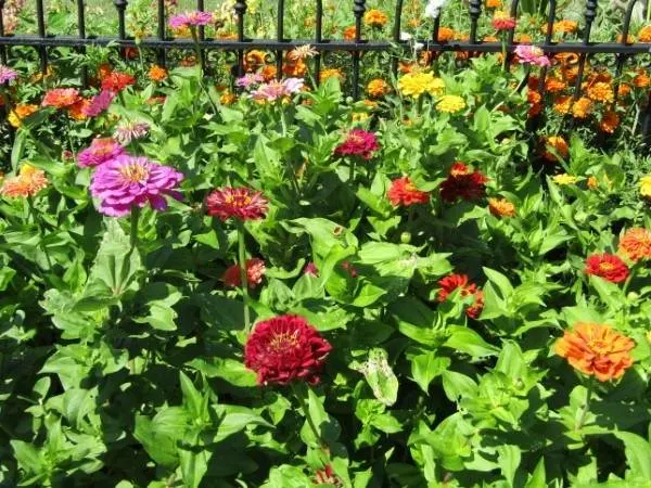 How To Prune Zinnias 2