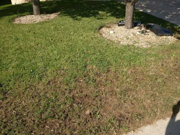 How To Revive St. Augustine Grass 1
