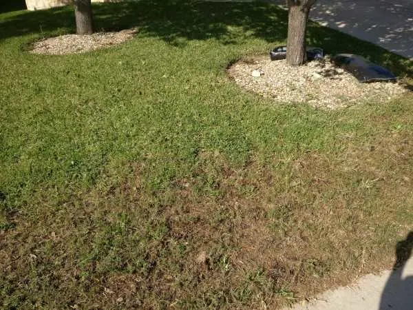 How To Revive St. Augustine Grass 1