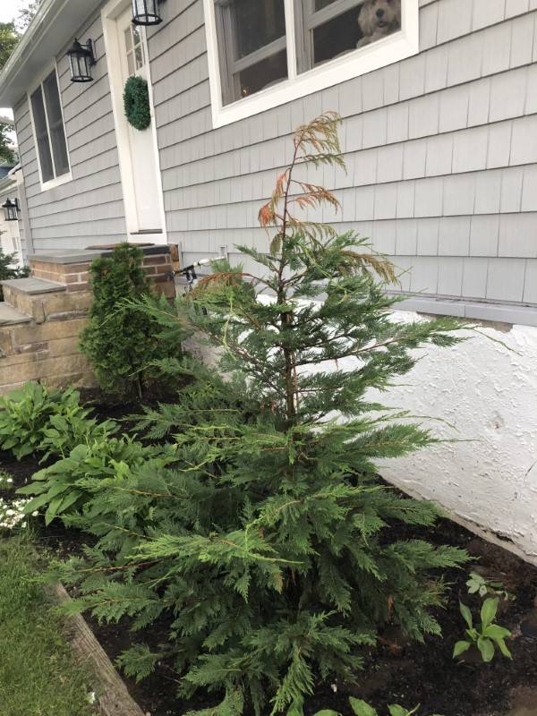 How To Save A Dying Leyland Cypress Tree 2
