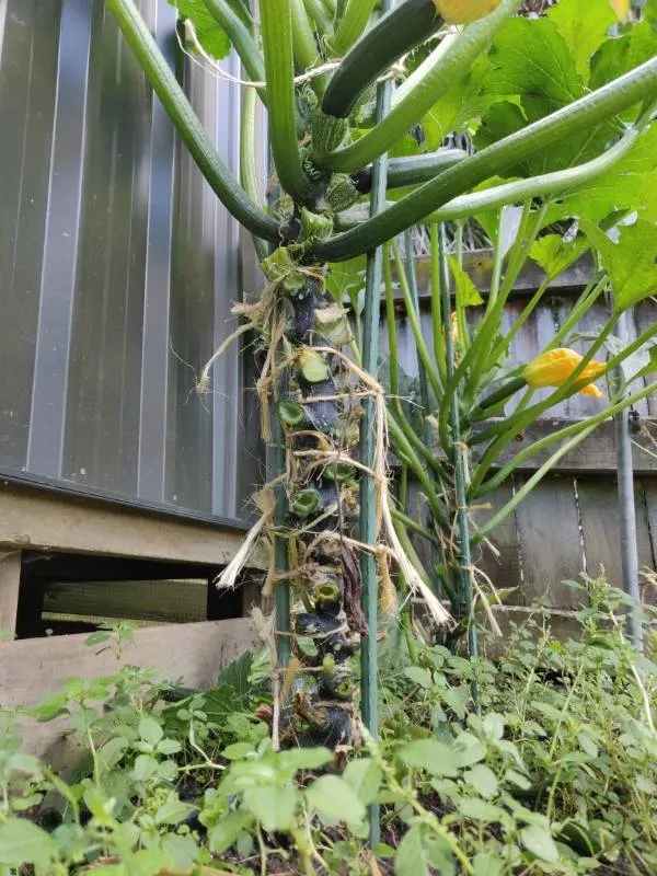 How To Stake Zucchini