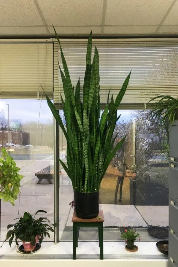 How To Stop Plants From Growing Tall