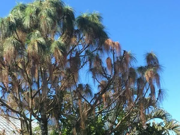 How To Tell If A Pine Tree Is Dying