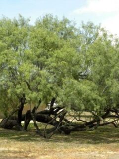 How To Trim A Mesquite Tree