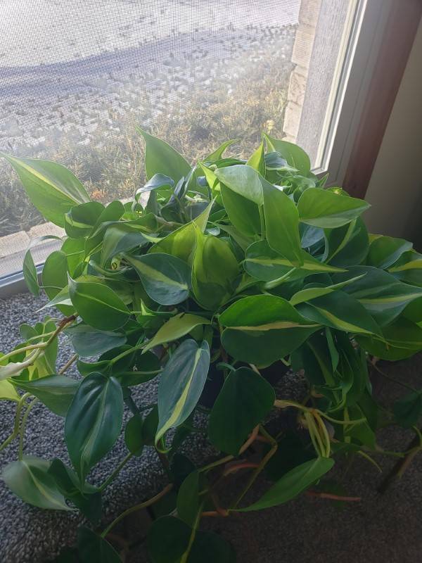 How To Trim Philodendron