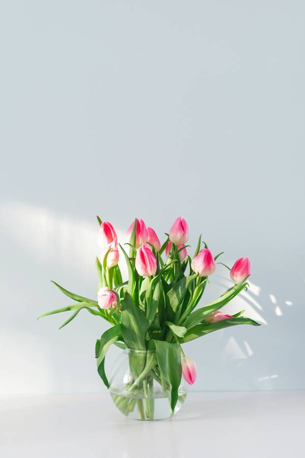 How long do tulips last 1