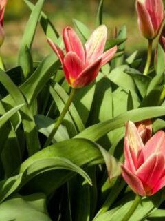 How long do tulips last