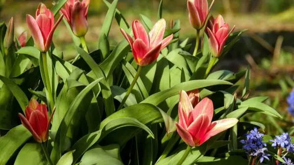 How long do tulips last