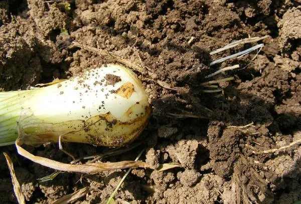 Nutrients - How to Fertilize Onions