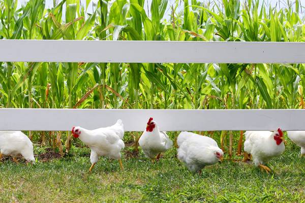 How to Keep Chickens Out of Garden