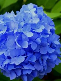How to Keep Hydrangeas Blue How to Keep Hydrangeas Blue